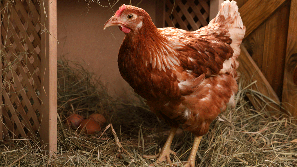 Intérieur de poulailler avec perchoir et pondoir garni de paille