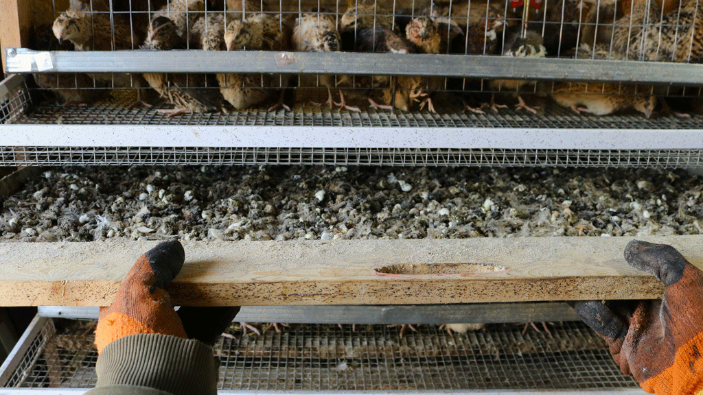 Personne retirant le tiroir de nettoyage d'un poulailler en bois
