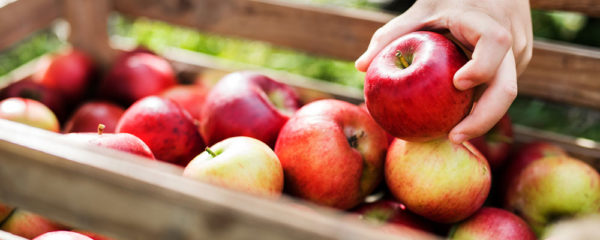 Quercétine pomme