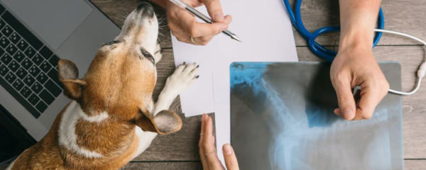 Orthopédie pour chien