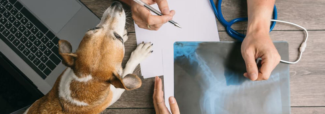 Orthopédie pour chien