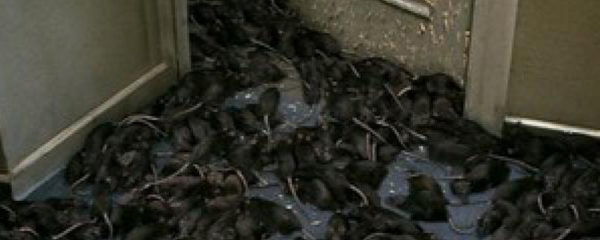 invasion de rats