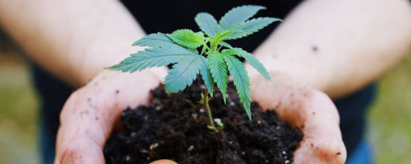 CBD