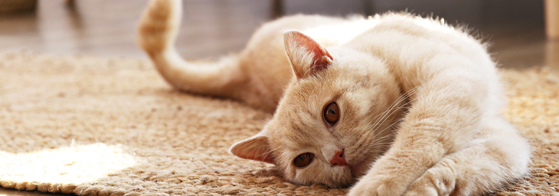 chat