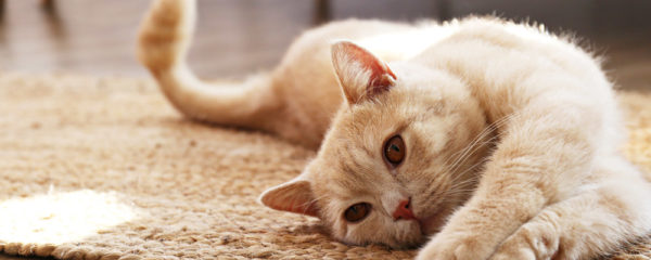 chat