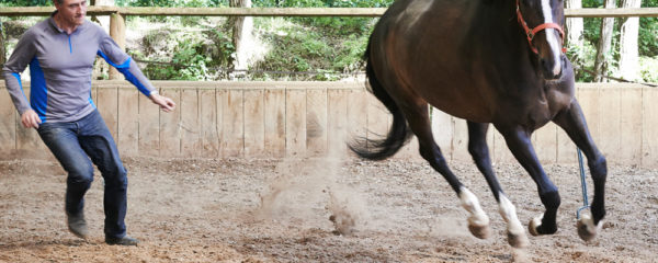equicoach