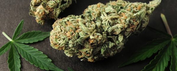 Fleurs de CBD