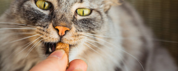 compléments alimentaires pour animaux