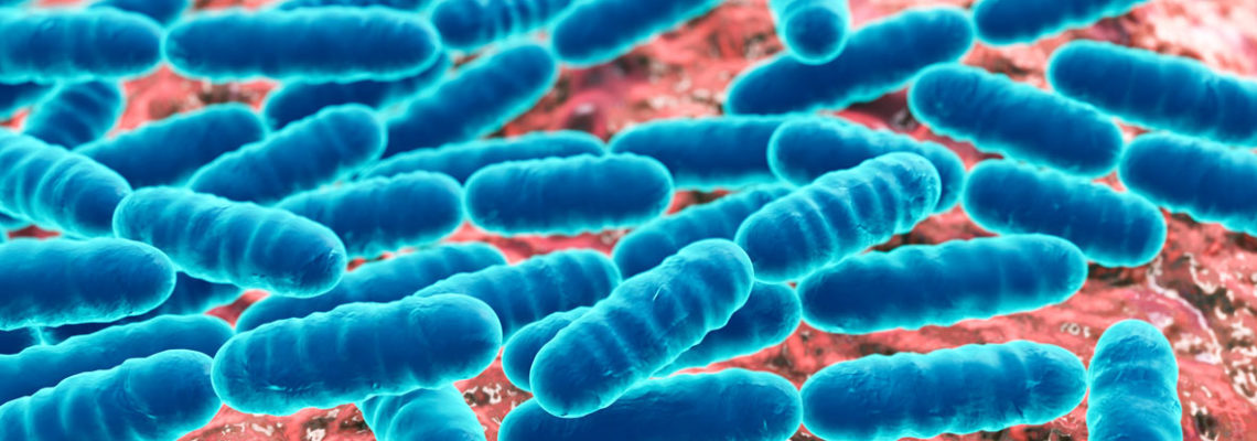 Lactobacillus