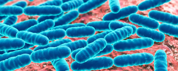 Lactobacillus