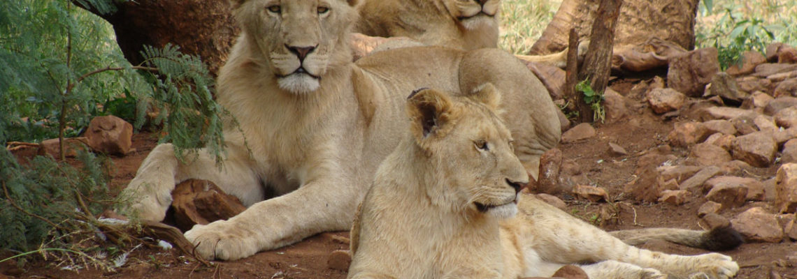 parcs animaliers