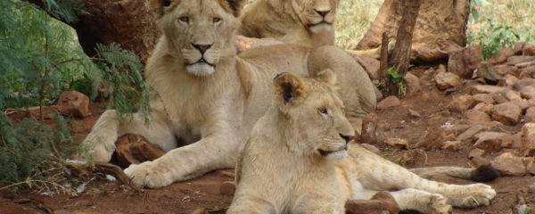 parcs animaliers