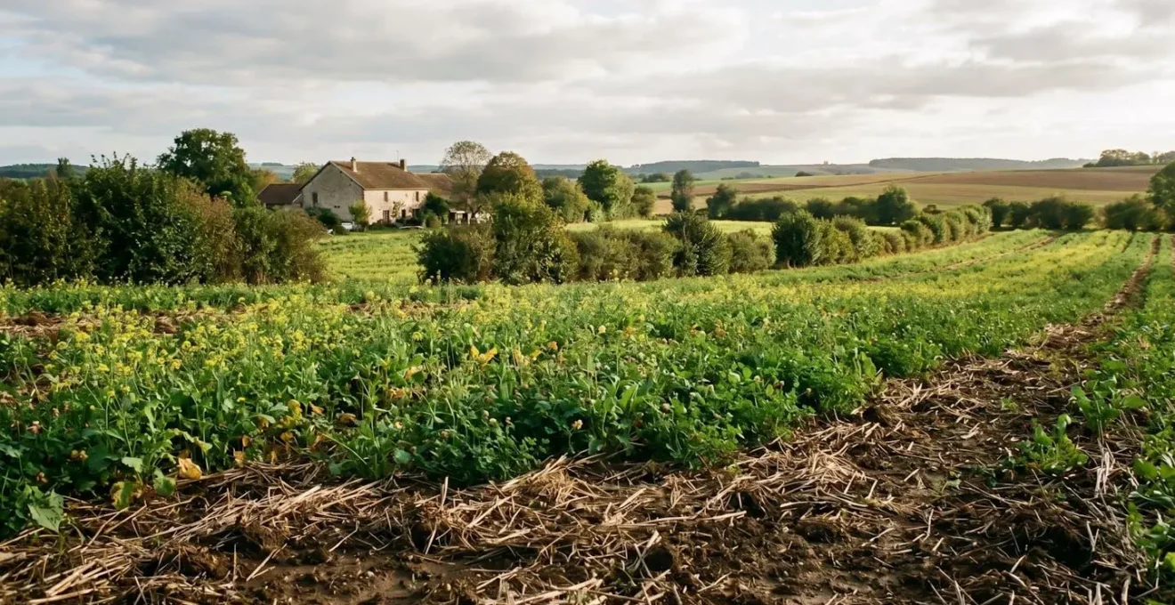 Parcelle agricole française en semis direct sous couvert végétal avec haie bocagère et arbres agroforestiers en arrière-plan, sous lumière naturelle de fin de journée